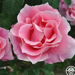 Heirloom Roses Bewitched Hot