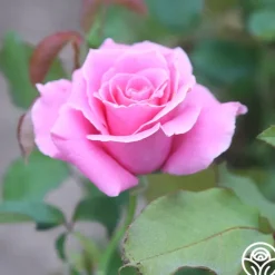 Heirloom Roses Bewitched Hot