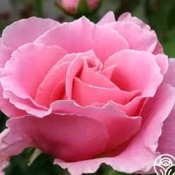 Heirloom Roses Bewitched Hot