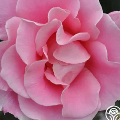 Heirloom Roses Bewitched Hot