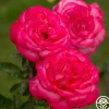 Heirloom Roses Big Momma™ Outlet