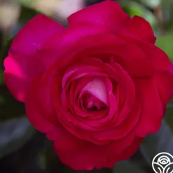 Heirloom Roses Big Momma™ Outlet