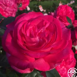Heirloom Roses Big Momma™ Outlet