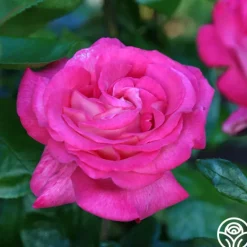 Heirloom Roses Big Momma™ Outlet