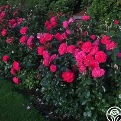 Heirloom Roses Big Momma™ Outlet