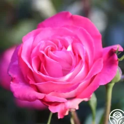 Heirloom Roses Big Momma™ Outlet