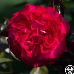 Heirloom Roses Big Momma™ Outlet
