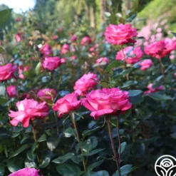 Heirloom Roses Big Momma™ Outlet
