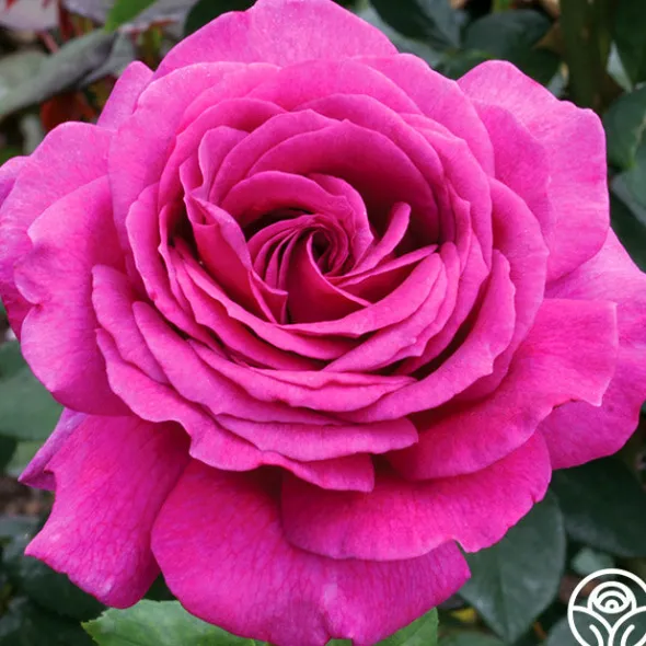 Heirloom Roses Big Purple®