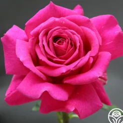 Heirloom Roses Big Purple®