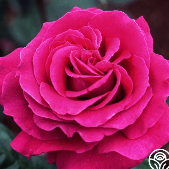 Heirloom Roses Big Purple®