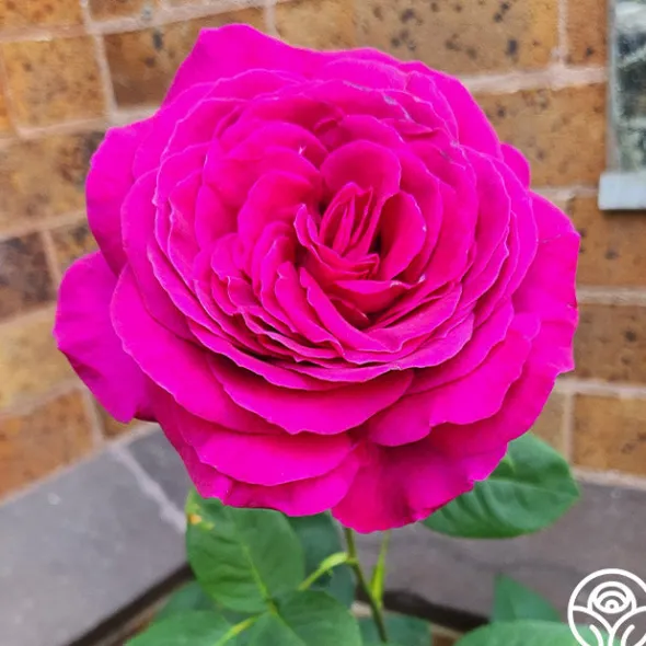 Heirloom Roses Big Purple®