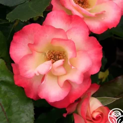 Heirloom Roses Birthday Girl Outlet