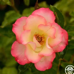 Heirloom Roses Birthday Girl Outlet