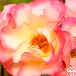 Heirloom Roses Birthday Girl Outlet