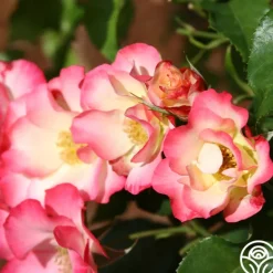 Heirloom Roses Birthday Girl Outlet