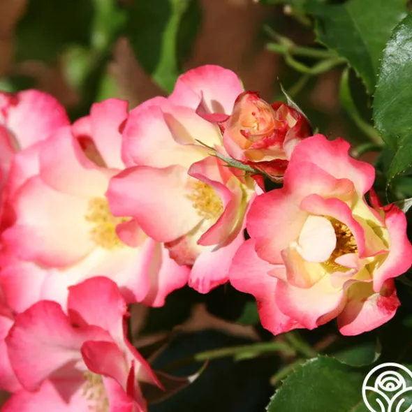 Heirloom Roses Birthday Girl Outlet