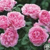 Heirloom Roses Bishop's Castle