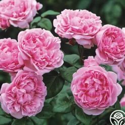 Heirloom Roses Bishop's Castle