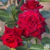 Heirloom Roses Black Baccara® Discount