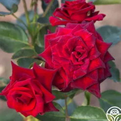 Heirloom Roses Black Baccara® Discount