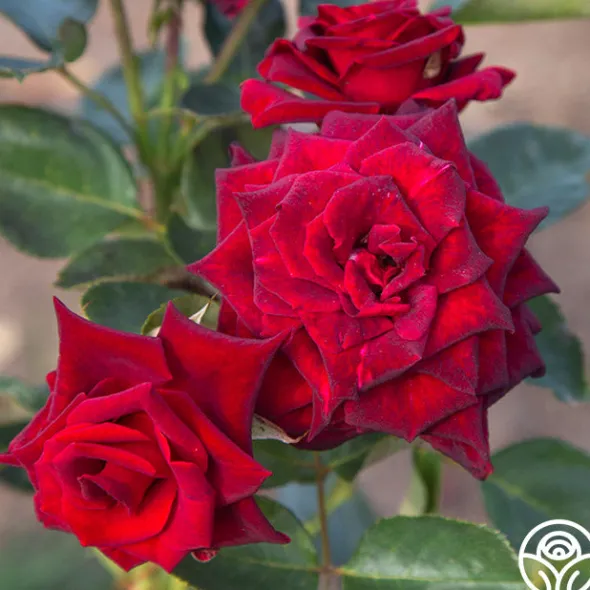 Heirloom Roses Black Baccara® Discount