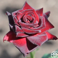 Heirloom Roses Black Baccara® Discount
