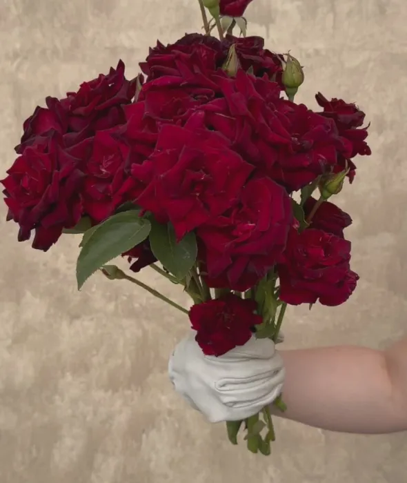 Heirloom Roses Black Baccara® Discount