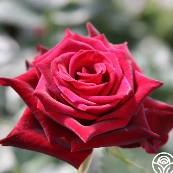 Heirloom Roses Black Baccara® Discount