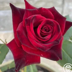 Heirloom Roses Black Baccara® Discount