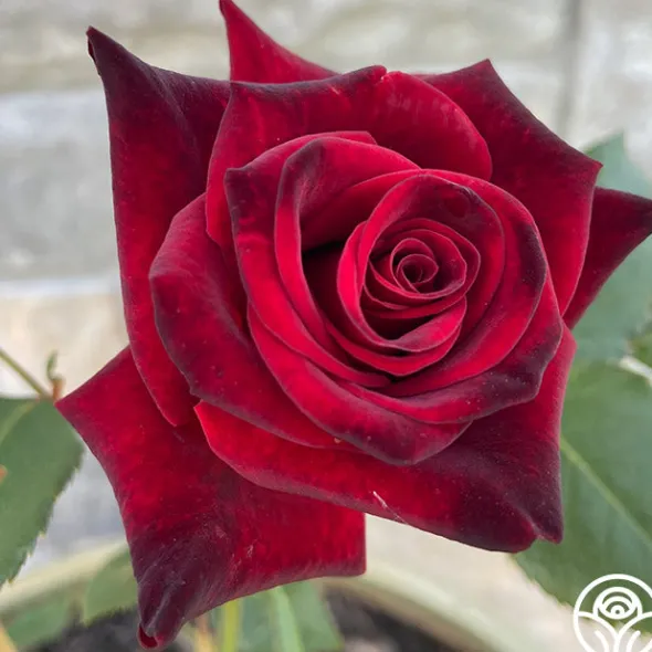 Heirloom Roses Black Baccara® Discount