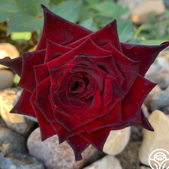 Heirloom Roses Black Baccara® Discount