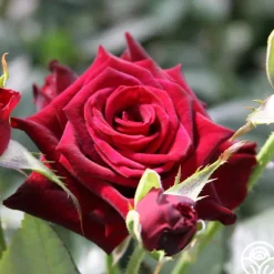 Heirloom Roses Black Baccara® Discount