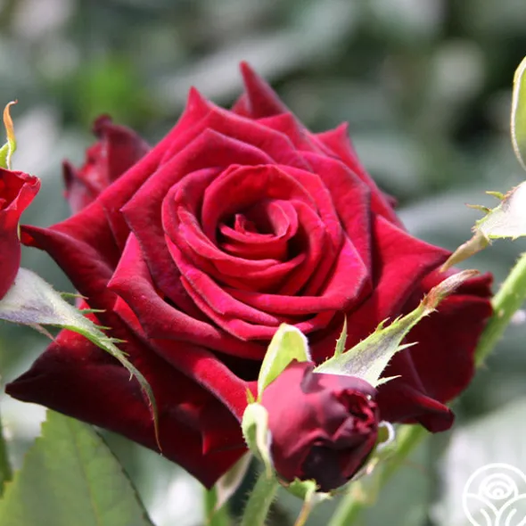 Heirloom Roses Black Baccara® Discount