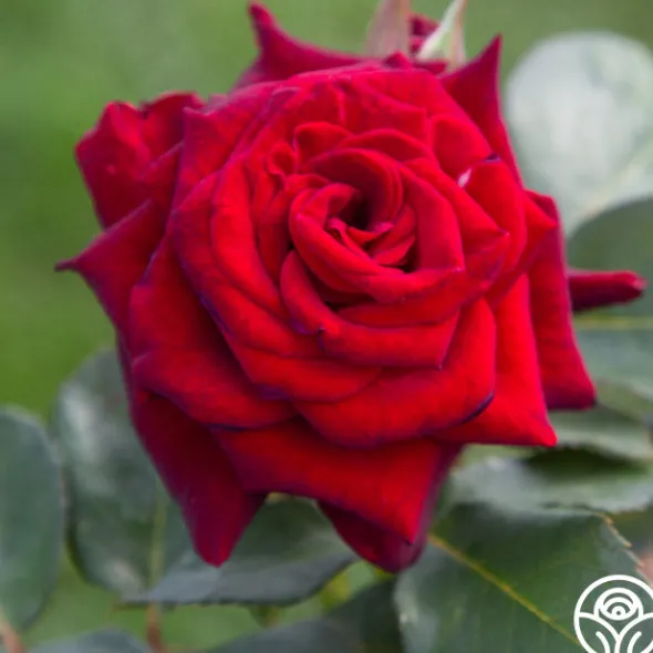 Heirloom Roses Black Baccara® Discount