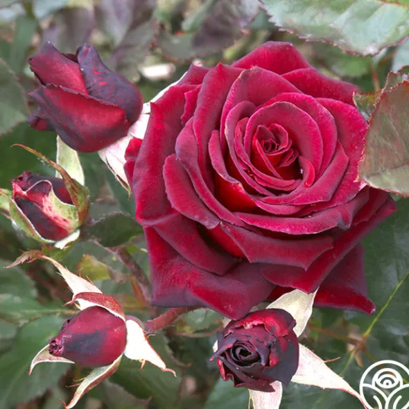 Heirloom Roses Black Baccara® Discount
