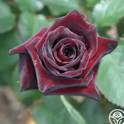 Heirloom Roses Black Baccara® Discount