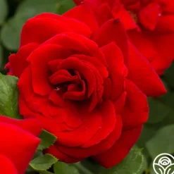 Heirloom Roses Black Beauty® Hot