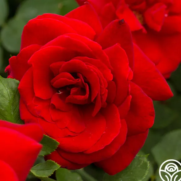 Heirloom Roses Black Beauty® Hot