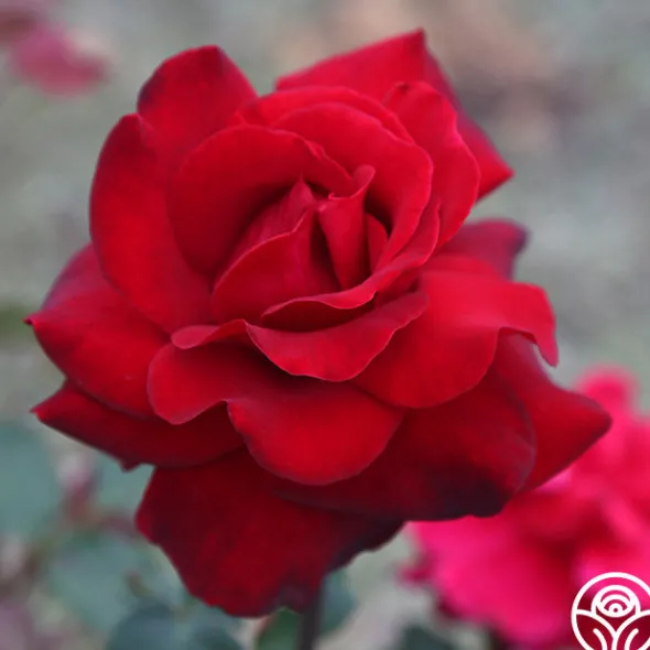 Heirloom Roses Black Beauty® Hot