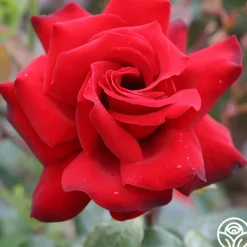 Heirloom Roses Black Beauty® Hot