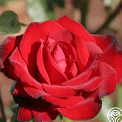 Heirloom Roses Black Beauty® Hot