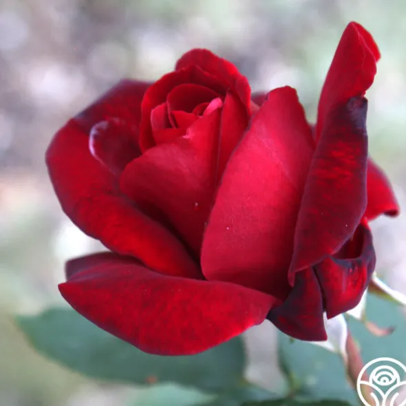 Heirloom Roses Black Beauty® Hot