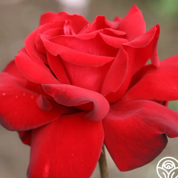 Heirloom Roses Black Beauty® Hot