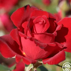 Heirloom Roses Black Beauty® Hot