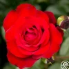 Heirloom Roses Black Cherry™ Discount