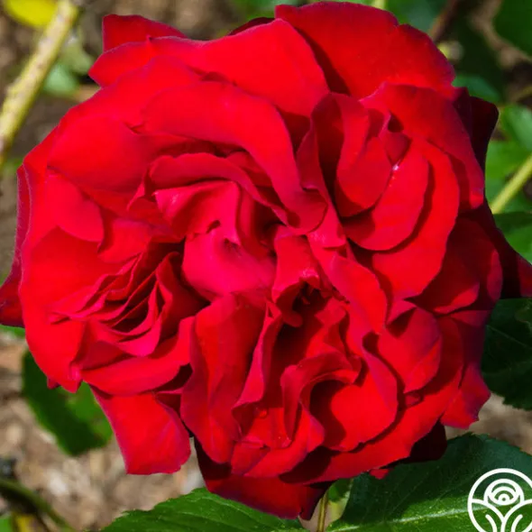 Heirloom Roses Black Cherry™ Discount