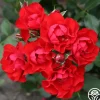 Heirloom Roses Black Forest Rose® Outlet