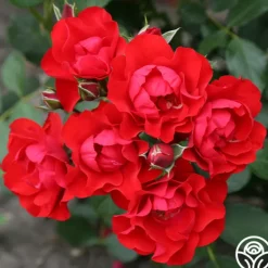 Heirloom Roses Black Forest Rose® Outlet