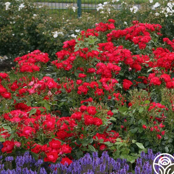 Heirloom Roses Black Forest Rose® Outlet